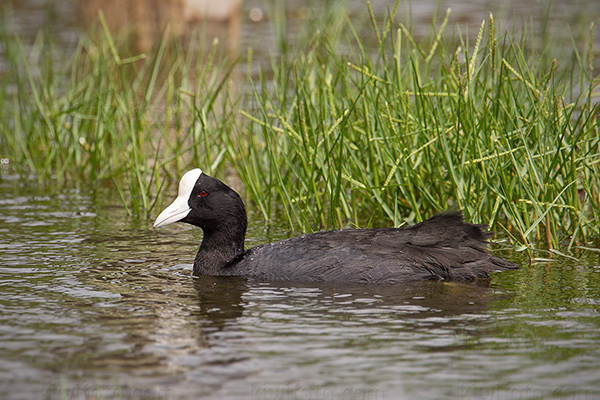 Hawai'ian Coot Image @ Kiwifoto.com