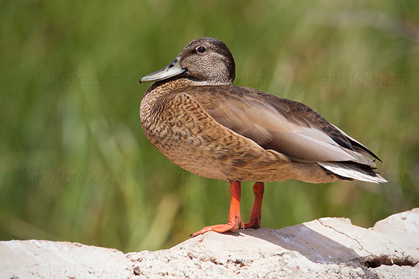 Hawai'ian Duck Photo @ Kiwifoto.com