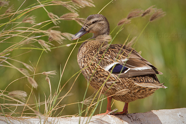 Hawai'ian Duck Photo @ Kiwifoto.com