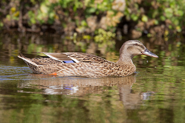 Hawai'ian Duck Image @ Kiwifoto.com