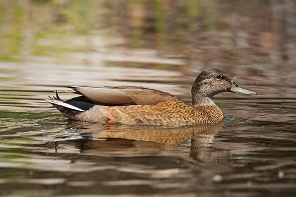 Hawai'ian Duck Photo @ Kiwifoto.com