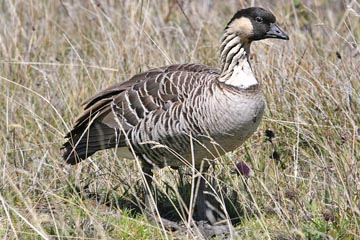 Hawai'ian Goose Photo @ Kiwifoto.com