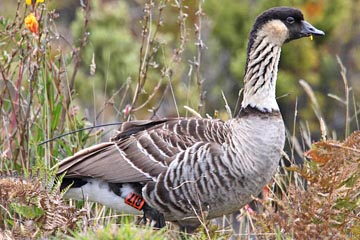 Hawai'ian Goose Photo @ Kiwifoto.com