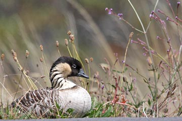 Hawaiian Goose, Haleakala Crater, Maui, Hawai'i