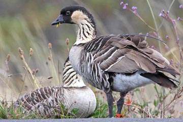 Hawai'ian Goose Picture @ Kiwifoto.com