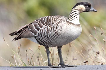 Hawai'ian Goose Photo @ Kiwifoto.com