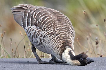 Hawai'ian Goose Photo @ Kiwifoto.com