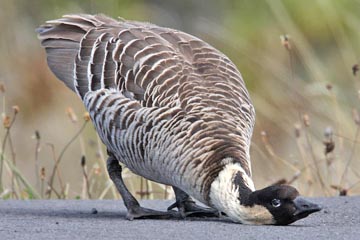 Hawai'ian Goose Picture @ Kiwifoto.com