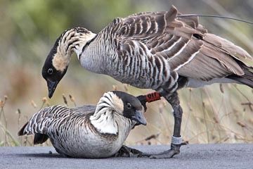 Hawai'ian Goose Photo @ Kiwifoto.com