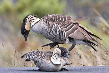 Hawai'ian Goose Photo @ Kiwifoto.com