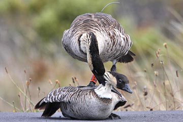 Hawai'ian Goose Photo @ Kiwifoto.com