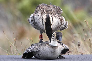 Hawai'ian Goose Photo @ Kiwifoto.com