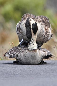 Hawai'ian Goose Photo @ Kiwifoto.com