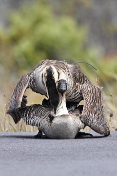 Hawai'ian Goose Photo @ Kiwifoto.com