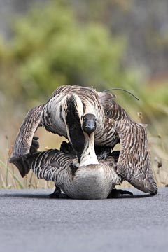 Hawai'ian Goose Image @ Kiwifoto.com