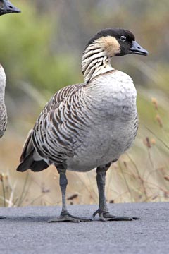 Hawai'ian Goose Image @ Kiwifoto.com