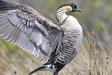 Hawai'ian Goose Photo @ Kiwifoto.com