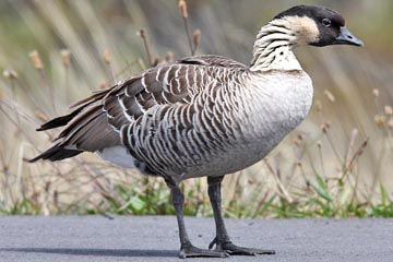 Hawai'ian Goose Image @ Kiwifoto.com