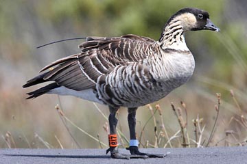 Hawai'ian Goose Image @ Kiwifoto.com
