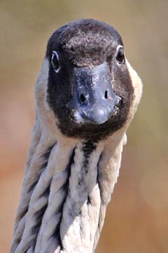 Hawai'ian Goose Image @ Kiwifoto.com