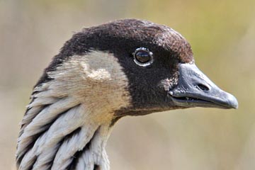 Hawai'ian Goose Picture @ Kiwifoto.com