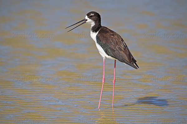Hawai'ian Stilt Photo @ Kiwifoto.com