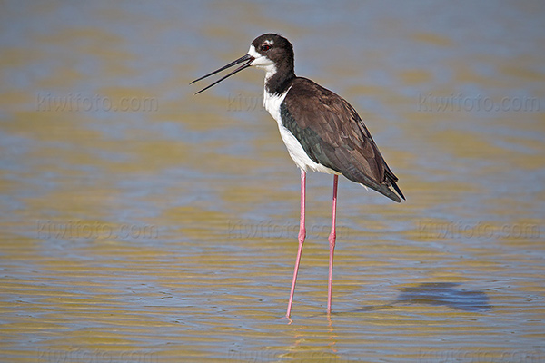 Hawai'ian Stilt Picture @ Kiwifoto.com