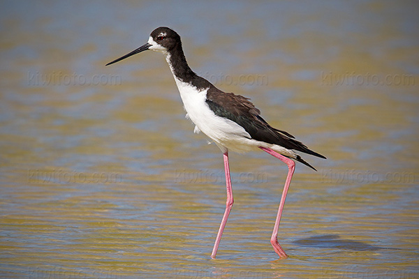 Hawai'ian Stilt Photo @ Kiwifoto.com