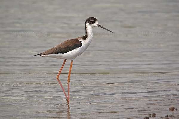Hawai'ian Stilt Picture @ Kiwifoto.com