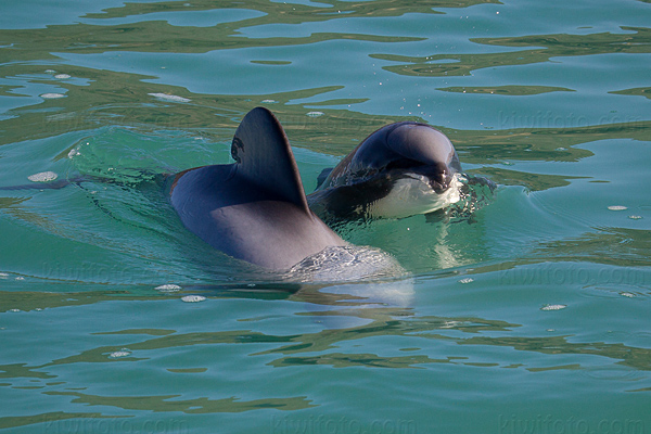 Hector's  Dolphin Picture @ Kiwifoto.com