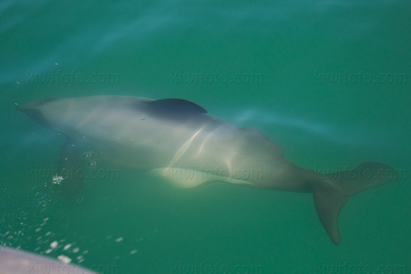 Hector's  Dolphin Picture @ Kiwifoto.com