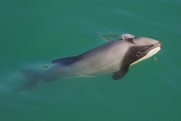 Hector's  Dolphin