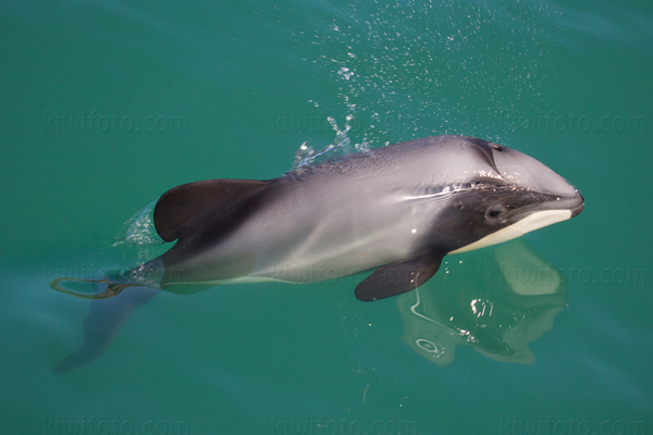 Hector's  Dolphin Picture @ Kiwifoto.com