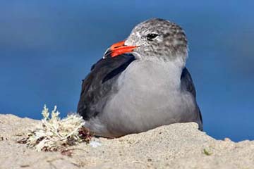 Heermann's Gull Photo @ Kiwifoto.com