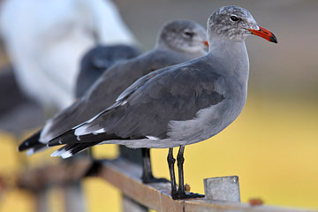 Heermann's Gull Photo @ Kiwifoto.com