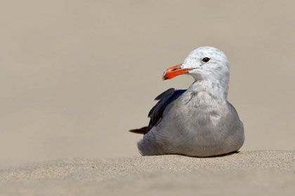 Heermann's Gull Photo @ Kiwifoto.com