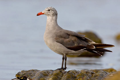 Heermann's Gull Picture @ Kiwifoto.com