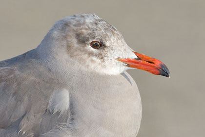 Heermann's Gull Photo @ Kiwifoto.com