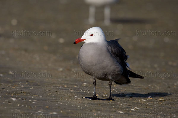 Heermann's Gull Photo @ Kiwifoto.com