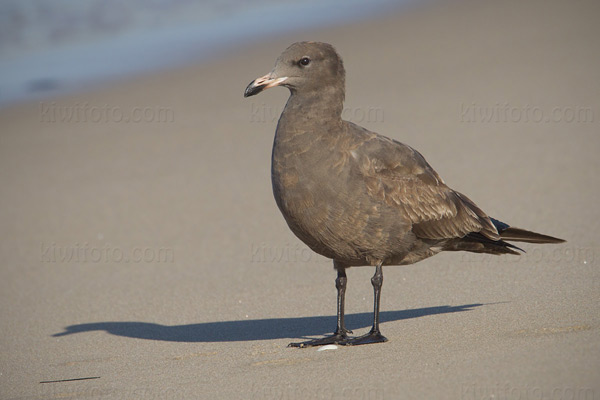 Heermann's Gull (juvenile)