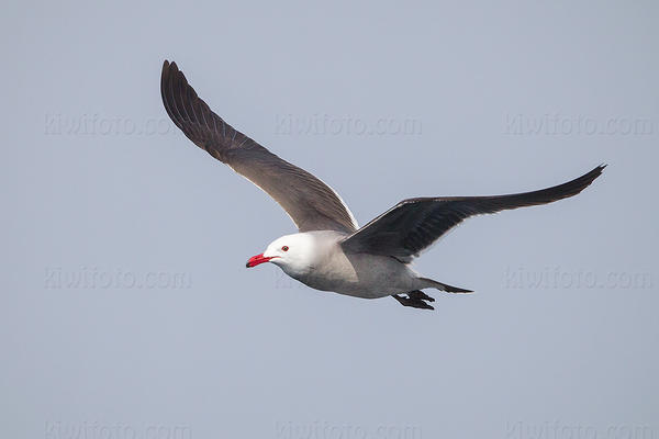 Heermann's Gull Photo @ Kiwifoto.com