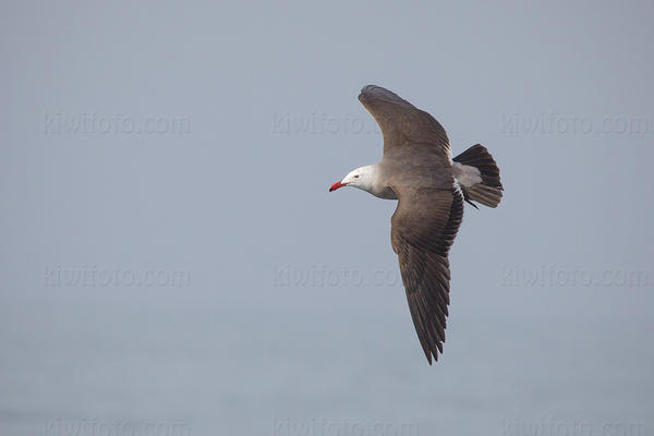 Heermann's Gull Photo @ Kiwifoto.com