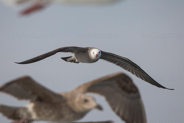 Heermann's Gull Photo @ Kiwifoto.com