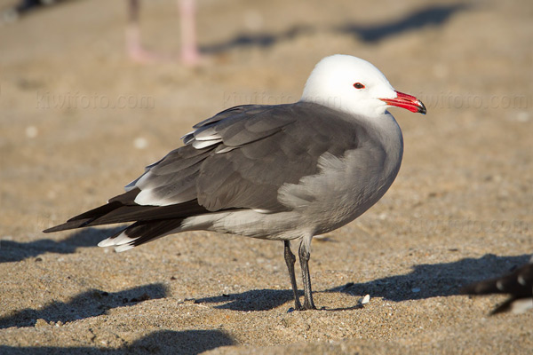 Heermann's Gull Photo @ Kiwifoto.com