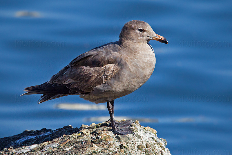 Heermann's Gull (2nd cycle)