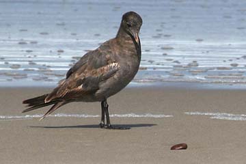 Heermann's Gull Photo @ Kiwifoto.com
