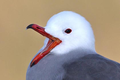 Heermann's Gull Photo @ Kiwifoto.com