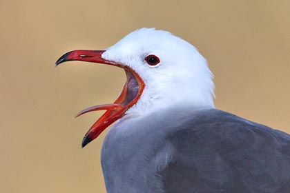 Heermann's Gull Image @ Kiwifoto.com