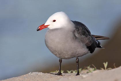 Heermann's Gull, California