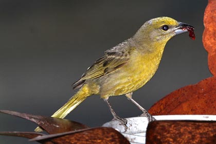 Hepatic Tanager Photo @ Kiwifoto.com